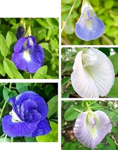Seeds-Plant Combo