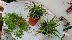 Set 3 Chlorophytum laxum & Turtle Plants