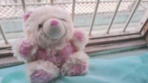 Cute Pink &amp; Cream Teddy Bear