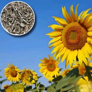 Sunflower Seeds For Gardening