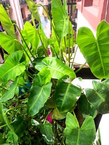 pack of three plants