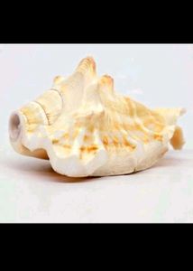 Exotic Seashell Decor