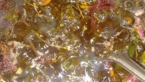 100℅ Natural hair oil....*Home Made Product