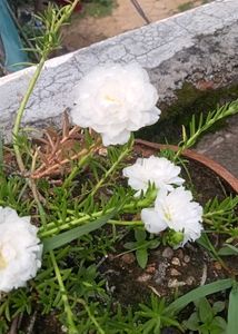 Cactus Plant And White Moss Rose Plan