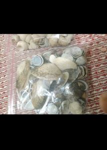 Bulk Seashells for Crafting &amp; Decor