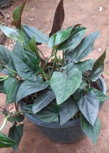 Black Money Plant Sweet Potato Vine