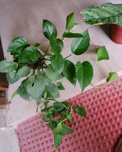 Set 2 Money &amp; Dieffenbachla Segulne Plants