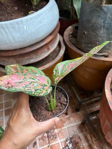 Aglaonema Pink Plant