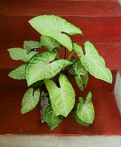 Plants Nephthytis (Syngonium)