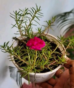 🌵Portulaca grandiflora plant &amp; Pot
