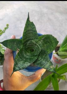combo of plants