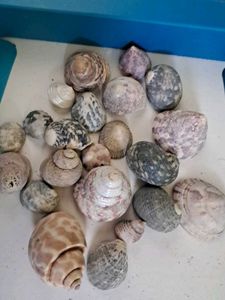 50 Assorted Seashell Collection