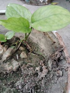 Combo Plants.. Aprajita, Pencil Cactus , Monstera
