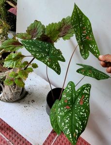 4 Set Plants🪴
