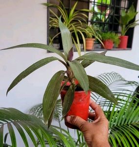 Moses-in-the-Cradle Plant  &amp; Pot