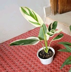 Pack 2 Nevernever &amp; Money Plant 🌵