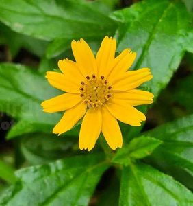 Wedelia plant Bright Yellow Flowers