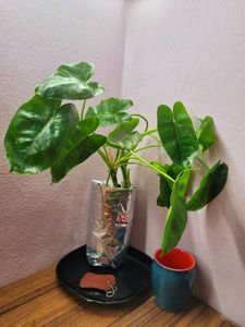 Philodendron Burle Marx (L)