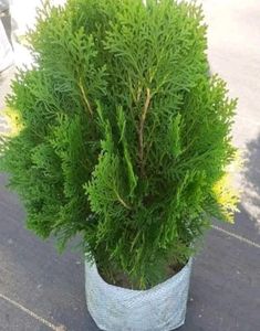 morpankhi plant ( thuja plan