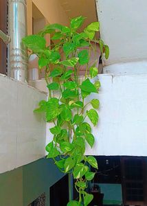 7 Live Plants With Roots