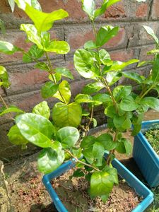 Oyeboy Jasmin Flower Plant ☘️