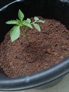 Tomato Plants 10
