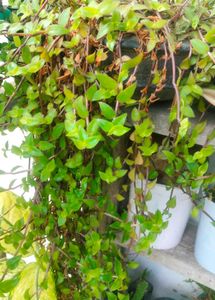 combo of plants