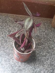Variegated Real Plants Combo