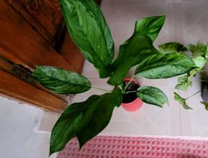 Set 2 Money &amp; Dieffenbachla Segulne Plants