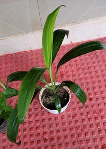 Set 2 Money Plant &amp; Syngonium Plans