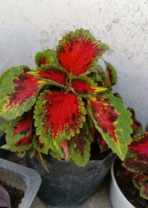 Coleus