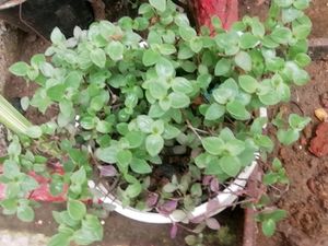 Combo Turtle Vine  &amp; Aralia Plants🌱