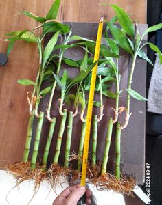 Bamboo Saplings 15 Inch Average Height
