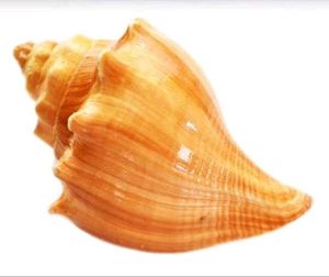 Natural Seashell Decor