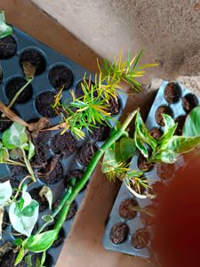 Rosemary, Coin , Turtle Vine, .. 4 Plants In Comb
