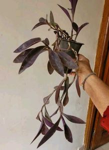 3 Set Pandanus veitchii &amp; Never.. &amp;Purple Heart pl