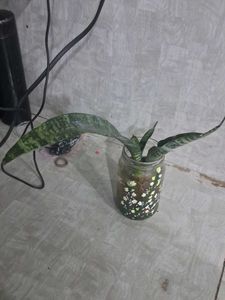 Snake Plant