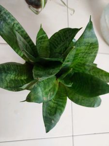 Dwarf Snake Plant