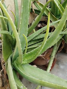 aloe plant with root