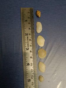 Antique Shells