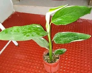 Set 2 Never..&amp; Pandanus veitchii Plant 🪴&amp; Pot