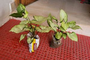 Pack 2 Arrowhead Plants