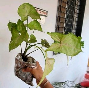 कॅलेडियम बिक्लोर प्लांट &amp; Arrowhead Plant 🌵&amp; Pot