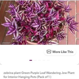 jebrina plant