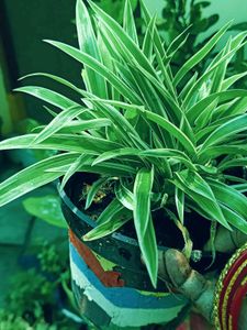 BUY  Spider Plan For Indoor /outdoor
