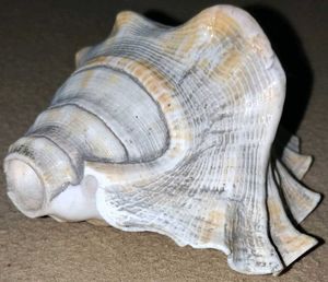 Two Dakshinavarti Shankh Ornate Conch Shell -