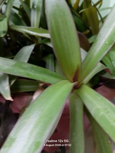 Vibrant Green Plant live