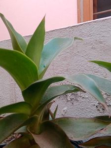 Vibrant Green Indoor Plant
