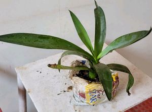 Agave Attenuata  Plant🌵