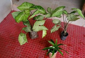 Set 3 Arrowhead & Dracaena Dragon Plants
